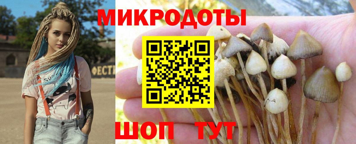 Галлюциногенные грибы Psilocybine cubensis Заволжье